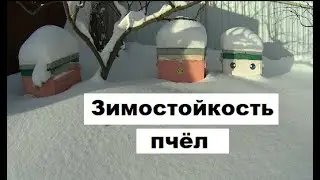 Зимостойкость пчёл