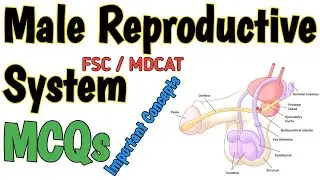 MALE REPRODUCTIVE SYSTEM | MCQS | REPRODUCTION | FSC BIOLOGY and MDCAT | NEET