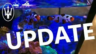 Overhauled Nano Reef Update!