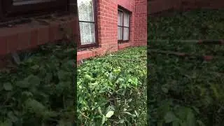 Hedge Pruning Tip #shorts