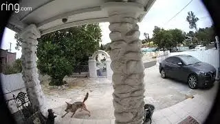 Coyote Attack - The Ring Video Doorbell