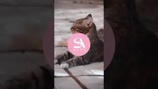 🥇🐈‍⬛ BELIEBTE Namen für KATER 2023 😻TOP 10 🐈 Beliebte männliche Katzen Namen