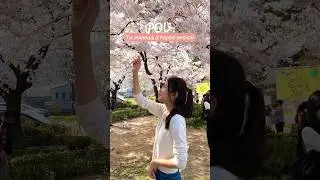 Корея весной - любовь с первого взгляда 😭❤️🌸 
