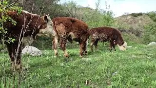 Бычки Казахский белоголовый