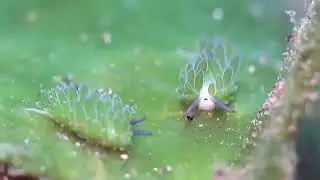 Fotosentez Yapabilen Deniz Salyangozu