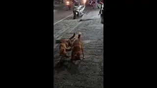 Dogs Kuta 8 august Bali
