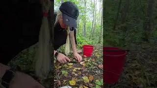 я искала грибы