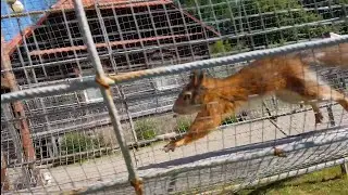 Зоосад в Буйничах Могилев Белочка, кролики, рысь с котенком бурый медведь  зубры   многое другое Ч1
