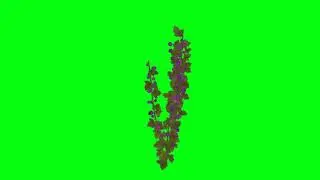 Animação de Flores Green Screen