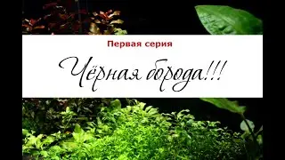 Черная борода. Первая серия
