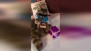 ПРИКОЛЫ С ЕНОТАМИ ДОМА, ЗАБАВНЫЕ МОРДОЧКИ С ОЗВУЧКОЙ ИЗ ТИК ТОКА, ПОДБОРКА, СМЕШНО №1