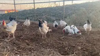 Bahçeyi bellerken davetsiz misafirler geldi 🐔🐓