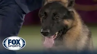 River the German Shepherd wins the Herding Group | Westminster Kennel Club | FOX Sports