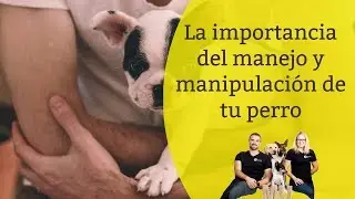 La importancia del manejo o manipulación de los perros