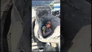 Рождение детеныша миксериста