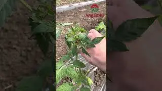 Черный помидор, желтый помидор 🍅 рассада помидора в земле. Тепличные помидоры. Витамин С #помидор