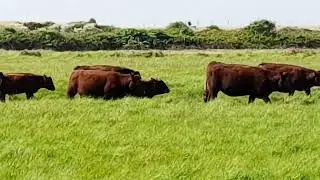 A Cattle surprise