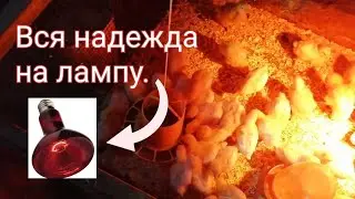 Выращивание бройлеров в домашних условиях.