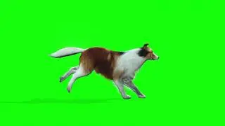 Dog Run - Green Screen