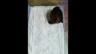 #померанский_шпиц