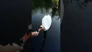 Просто лебедь кушает хлебушек....Just a swan eats bread....مجرد بجعة تأكل الخبز