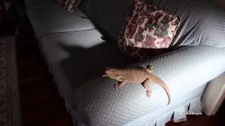 Pregnant Bearded Dragon