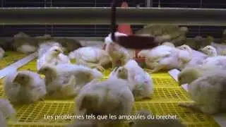 [FR] Système colonie BroMaxx® pour poulets de chair