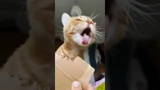 The life of cats #cat #cutecat #cuteecats #funny #kittypets #cuteanimal