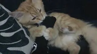 kitty cat does bites