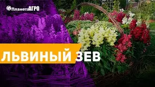 🌿 Семена цветов Львиный зев, Ротики 🌿 семена цветов от Планета Агро