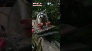 With a little Help from these raccoon Paws. Peanut Butter Club Diary
