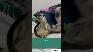 Без него правда тоскливо… 