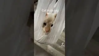CAT IN DA BAG 🐈🛍️ #cats