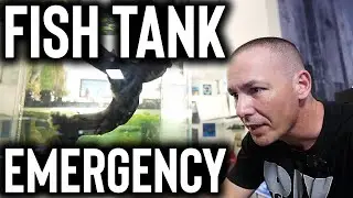HOW TO set up an emergency aquarium