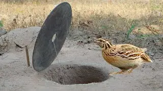 Easy Making Quail Trap Using A Hole And Cutter Tools