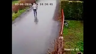 Прикол с животными))) не лезь на моего бро смотреть до конца))