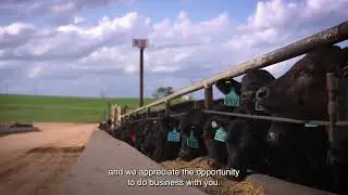 The All New Allflex A-Tag Feedlot
