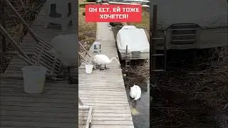 Он ест, ей тоже хочется! Лебединые приколы.