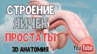 МУЖСКАЯ ПОЛОВАЯ СИСТЕМА