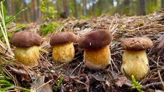 НЕ ВЕРЮ СВОИМ ГЛАЗАМ!!! ГРИБЫ ПОШЛИ МАССОВО ПОСЛЕ ЗАМОРОЗКОВ В ОКТЯБРЕ! Грибы 2021