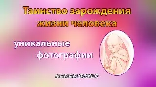 Невероятные фото // развитие плода в утробе матери