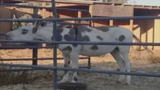 тест на психику  не запой не засмейся и не затанцуй