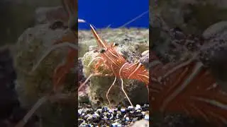 EAU DE MER OU EAU SAUMÂTRE ? #terrario #aquarium #reeftank #fish #pet #shrimp #vivarium #animal #bug