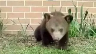 Never Ending Sneezing Bear- PetTube