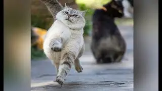 Страна КОШАЧИЯ
