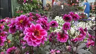 Potted Dahlias LONDON 🇬🇧 Garden Centre. Purple Foliage Varieties Review