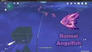How to get Raimei Angelfish