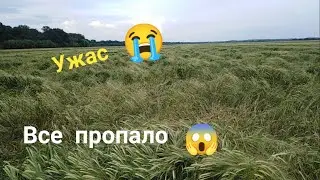 Ужас!!! Ячмень весь на земле.