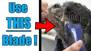 Shaving Matted Shih Tzu/Cocker Spaniel Face | Pro Groomer Tip!
