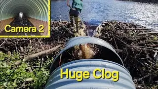 Massive Unclogging Culvert.... Until We Find A Bee Hive Inside